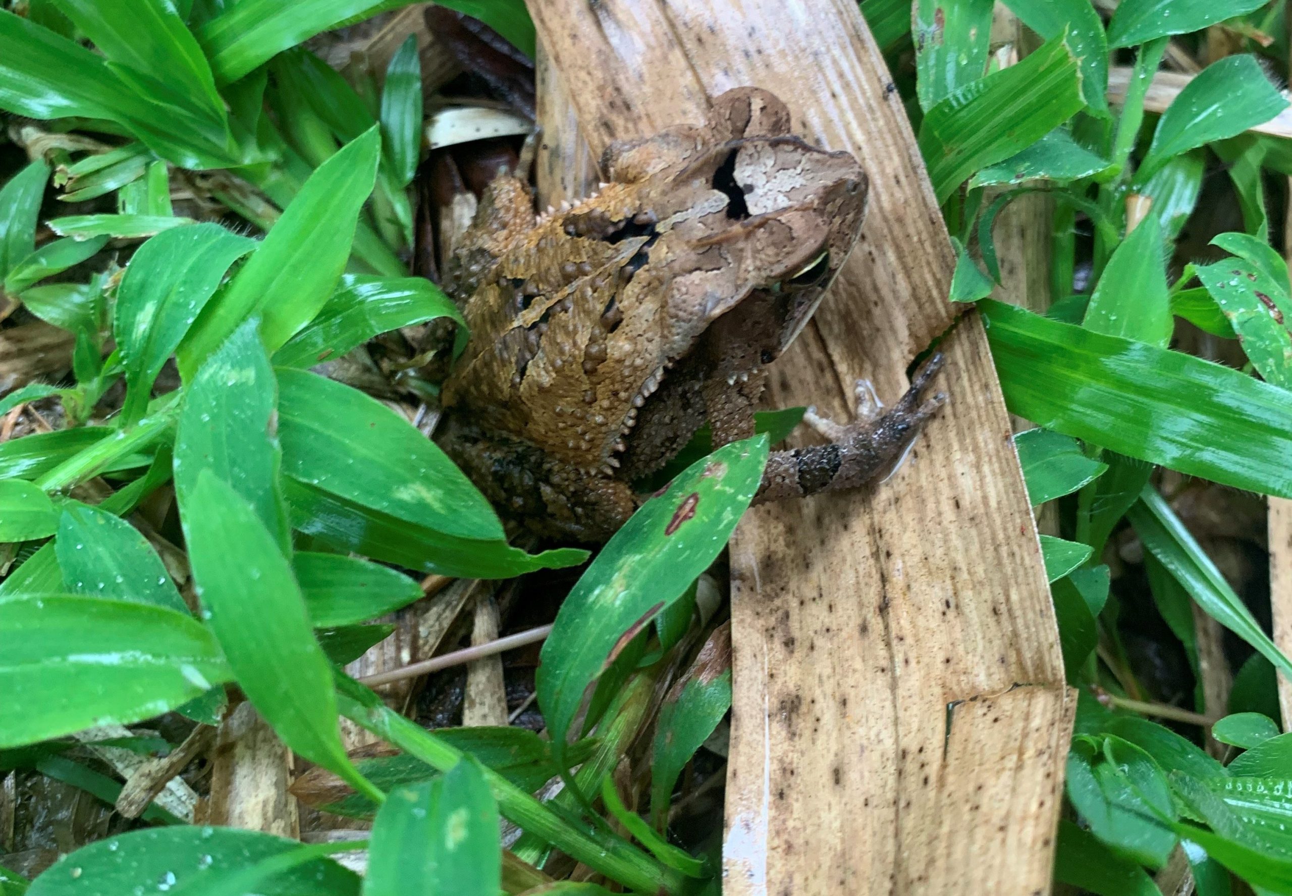 leaf-litter toad