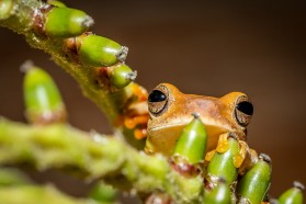 Frog hiding