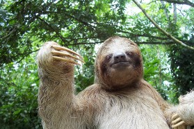 Sloth watching
