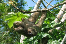Safari sloth