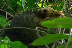 Sloth view