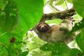 Sloth sleeping
